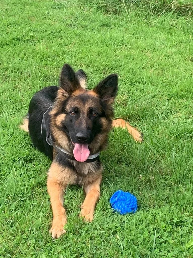 Elsie, female young mixed breed for adoption at RSPCA Cornwall Branch, Saint Columb