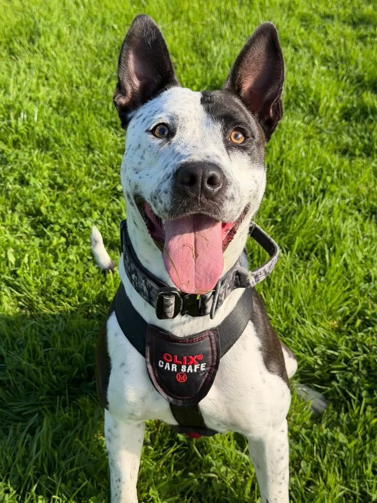Joy, female 3yo Mixed Breed for adoption at RSPCA Cornwall Branch, Saint Columb
