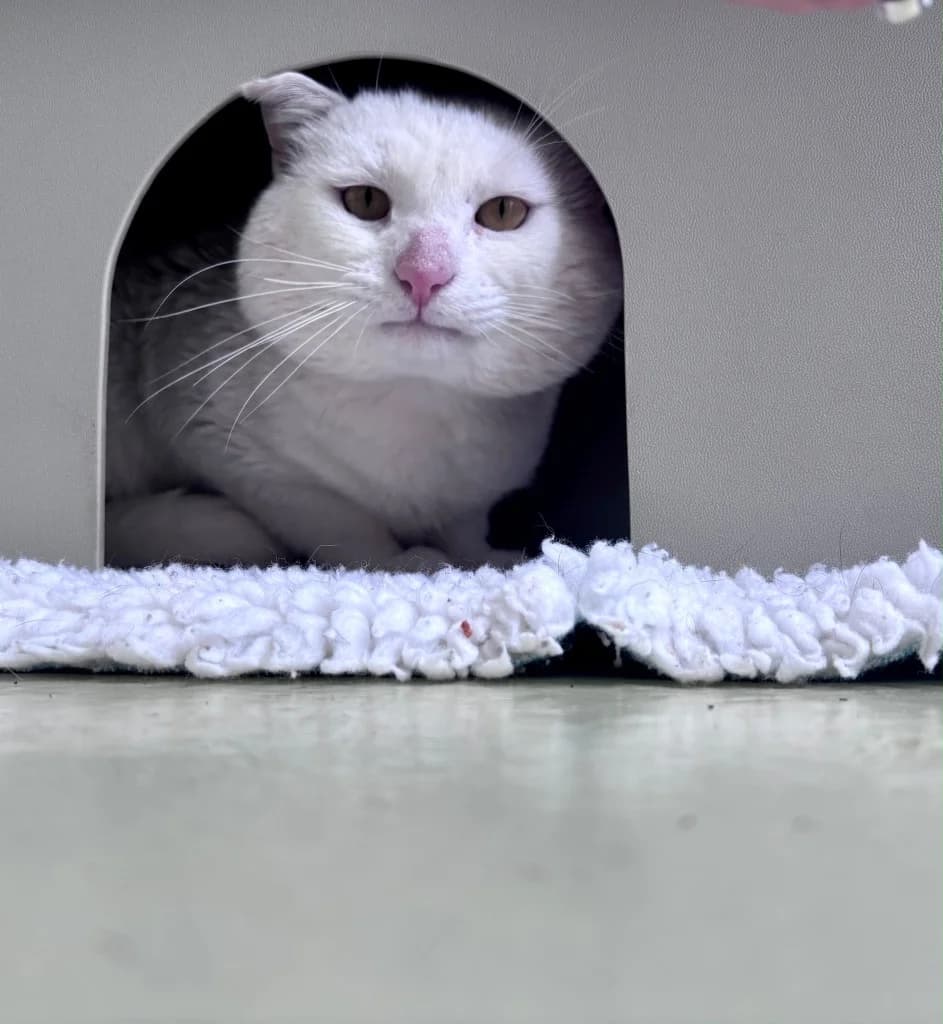 Merv, male young Mixed Breed Cat for adoption at RSPCA Cornwall Branch, Saint Columb