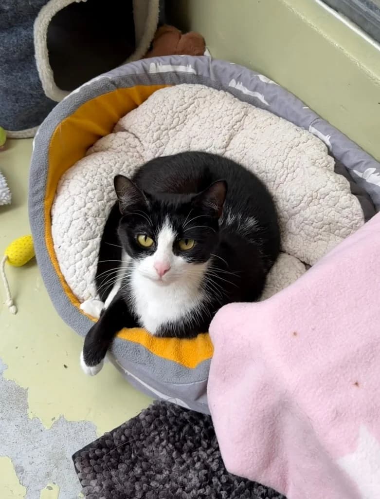 Nightwing, female 4yo Mixed Breed Cat for adoption at RSPCA Cornwall Branch, Saint Columb