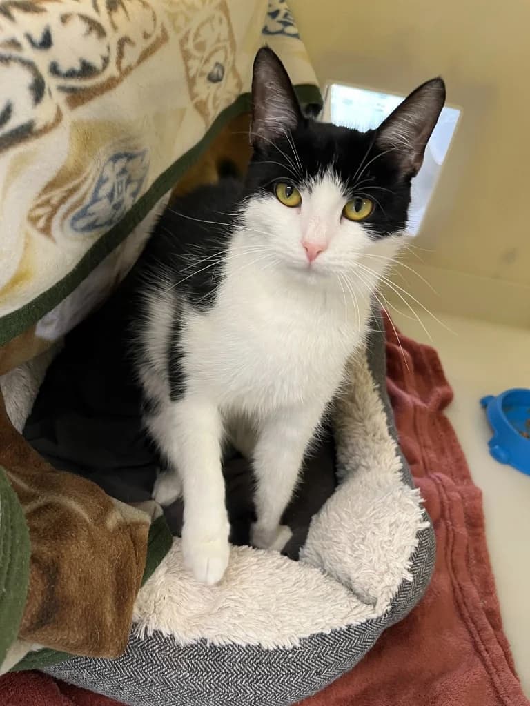 Trixie, female young Mixed Breed Cat for adoption at RSPCA Cornwall Branch, Saint Columb