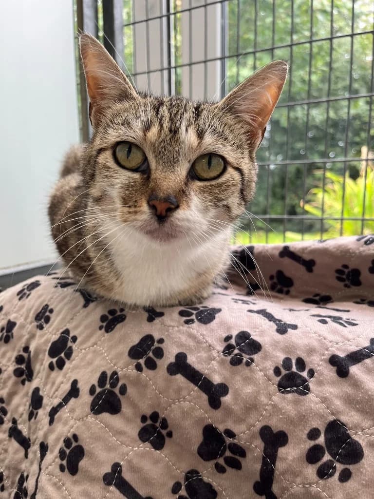 Ophelia, female 5yo Mixed Breed Cat for adoption at RSPCA Cornwall Branch, Saint Columb