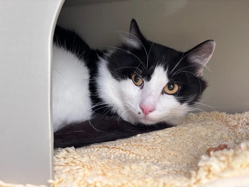Sylvester, male 5yo Mixed Breed Cat for adoption at RSPCA Cornwall Branch, Saint Columb