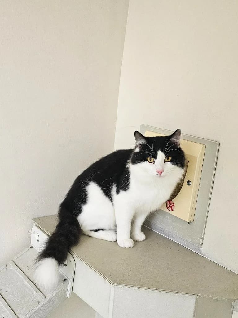 Sylvester, male young Mixed Breed Cat for adoption at RSPCA Cornwall Branch, Saint Columb