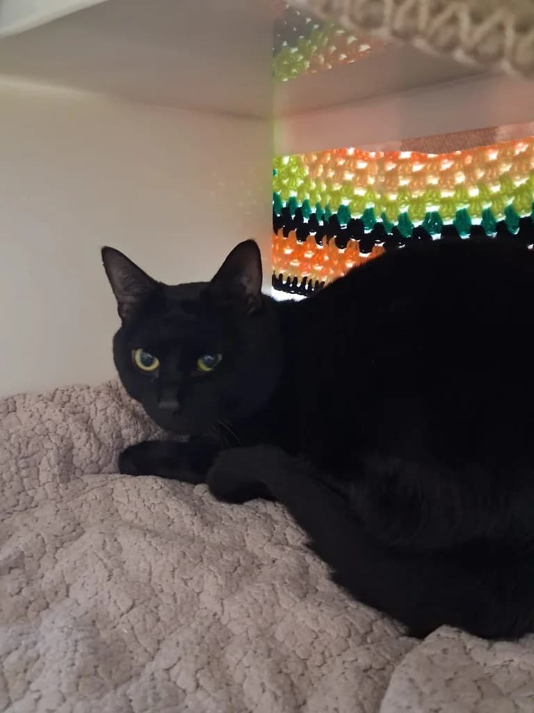 Tim, male young mixed breed for adoption at RSPCA Cornwall Branch, Saint Columb