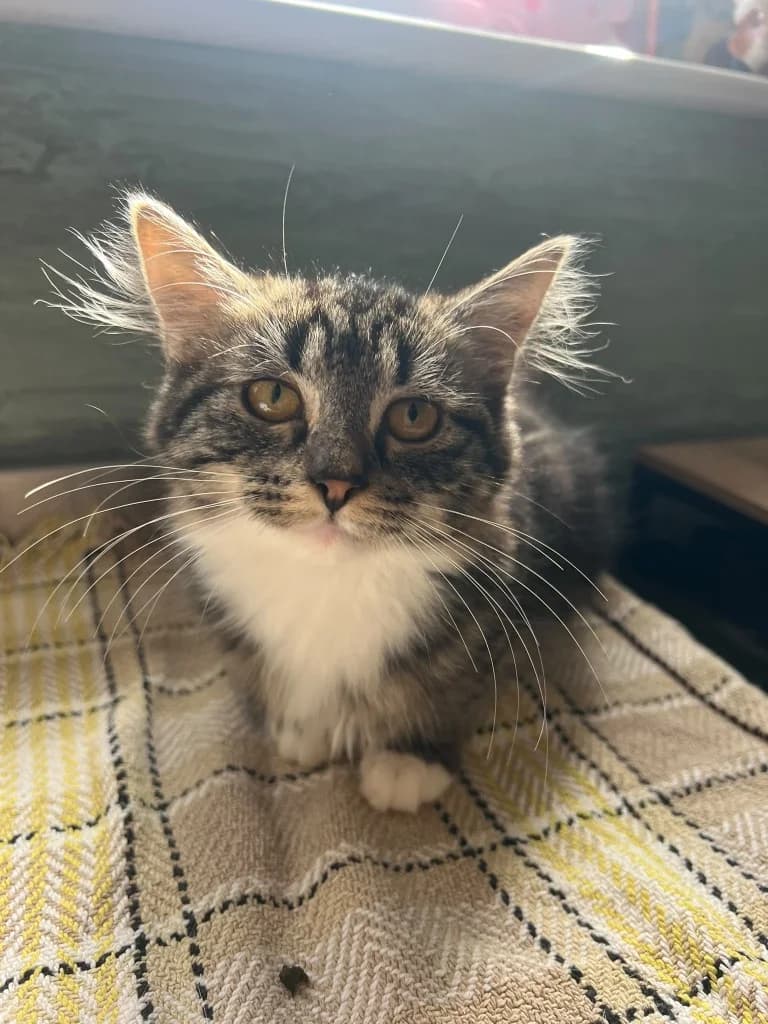 Roxette, female puppy Mixed Breed Cat for adoption at RSPCA Cornwall Branch, Saint Columb