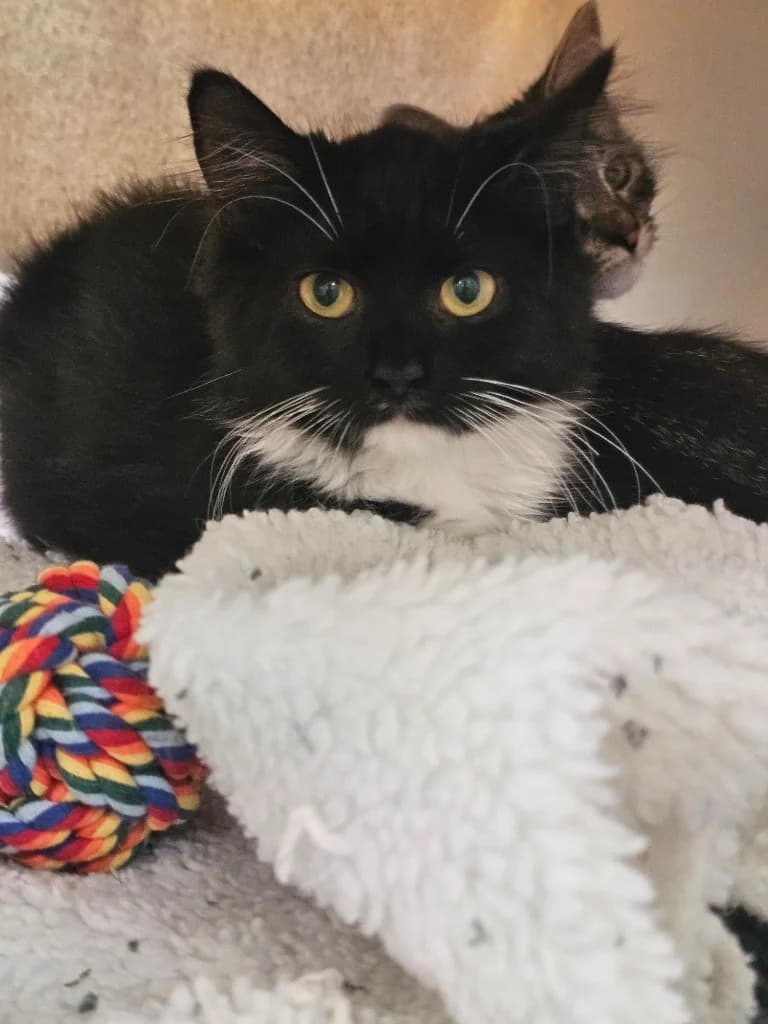 Riri, female puppy Mixed Breed Cat for adoption at RSPCA Cornwall Branch, Saint Columb