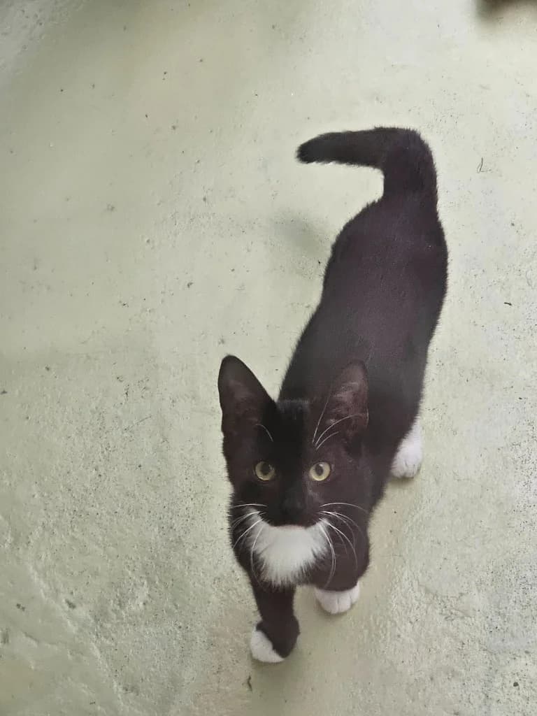 Kit, male puppy Mixed Breed Cat for adoption at RSPCA Cornwall Branch, Saint Columb