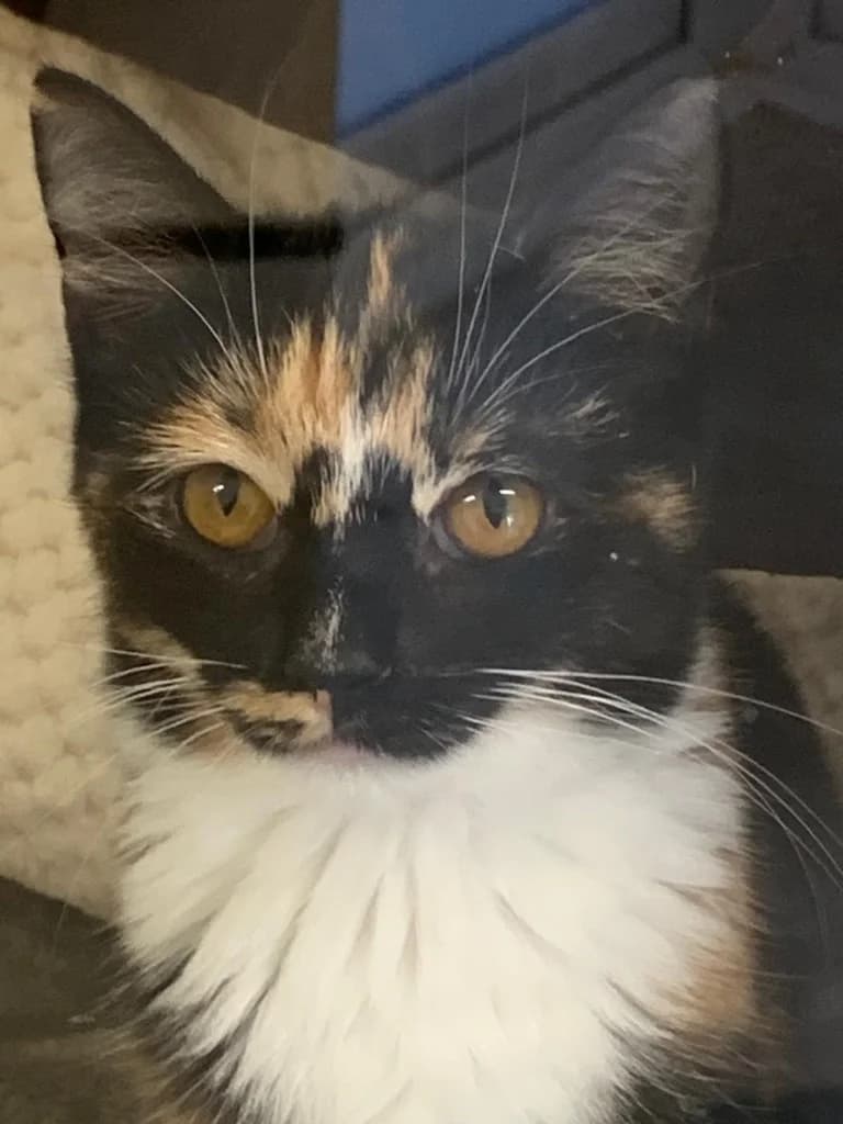 Minnie, female puppy Mixed Breed Cat for adoption at RSPCA Cornwall Branch, Saint Columb