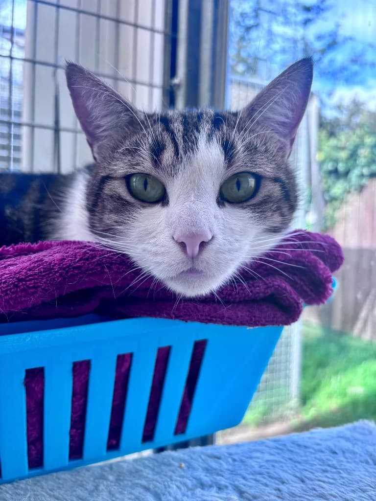 Fisher, male young Mixed Breed Cat for adoption at RSPCA Cornwall Branch, Saint Columb