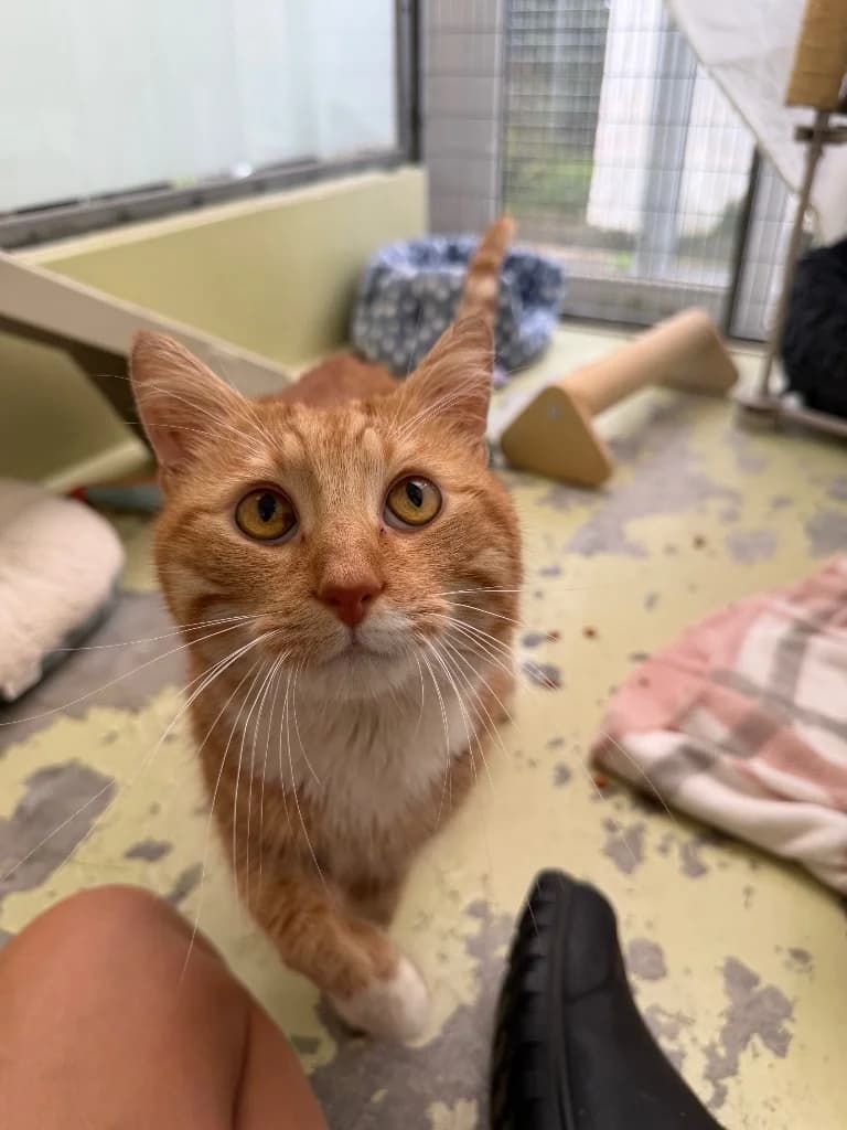 Stanley (was Tikka), male 3yo Mixed Breed Cat for adoption at RSPCA Cornwall Branch, Saint Columb