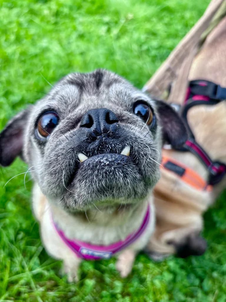 Peppa / Nelson, female senior Pug for adoption at RSPCA Cornwall Branch, Saint Columb