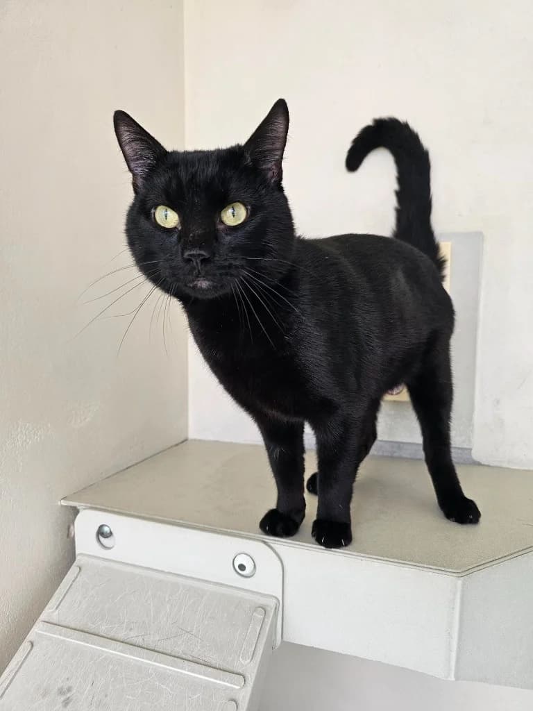 Jessie, male young Mixed Breed Cat for adoption at RSPCA Cornwall Branch, Saint Columb