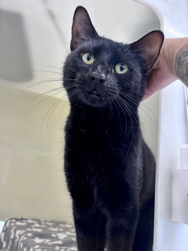 Toby, male young Mixed Breed Cat for adoption at RSPCA Cornwall Branch, Saint Columb