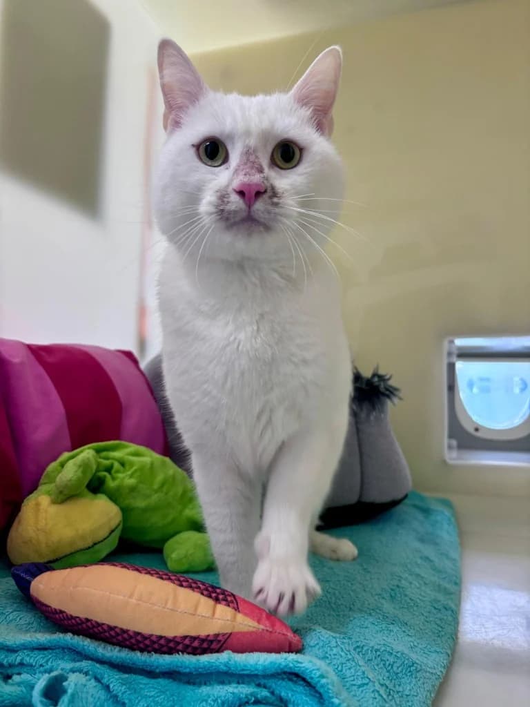 Casper, male young Mixed Breed Cat for adoption at RSPCA Cornwall Branch, Saint Columb