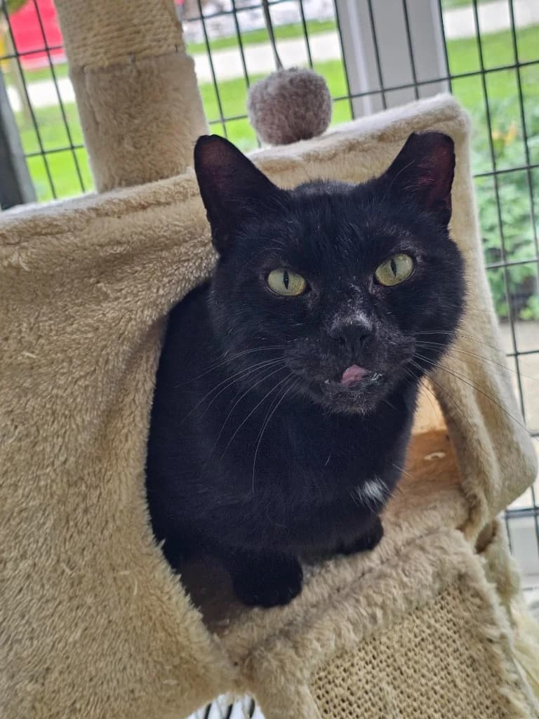 Alexander, male 5yo Mixed Breed Cat for adoption at RSPCA Cornwall Branch, Saint Columb