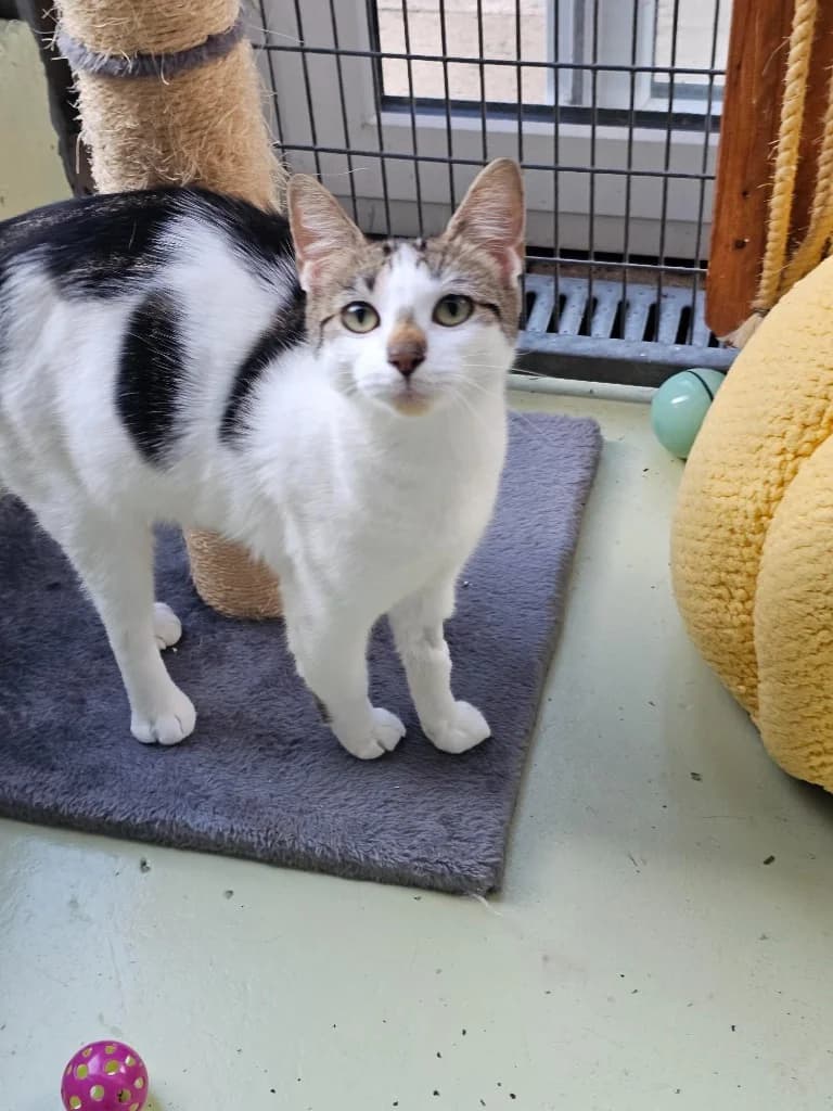 Daisy, female young Mixed Breed Cat for adoption at RSPCA Cornwall Branch, Saint Columb
