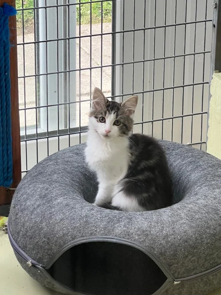 Pudding, male puppy Mixed Breed Cat for adoption at RSPCA Cornwall Branch, Saint Columb