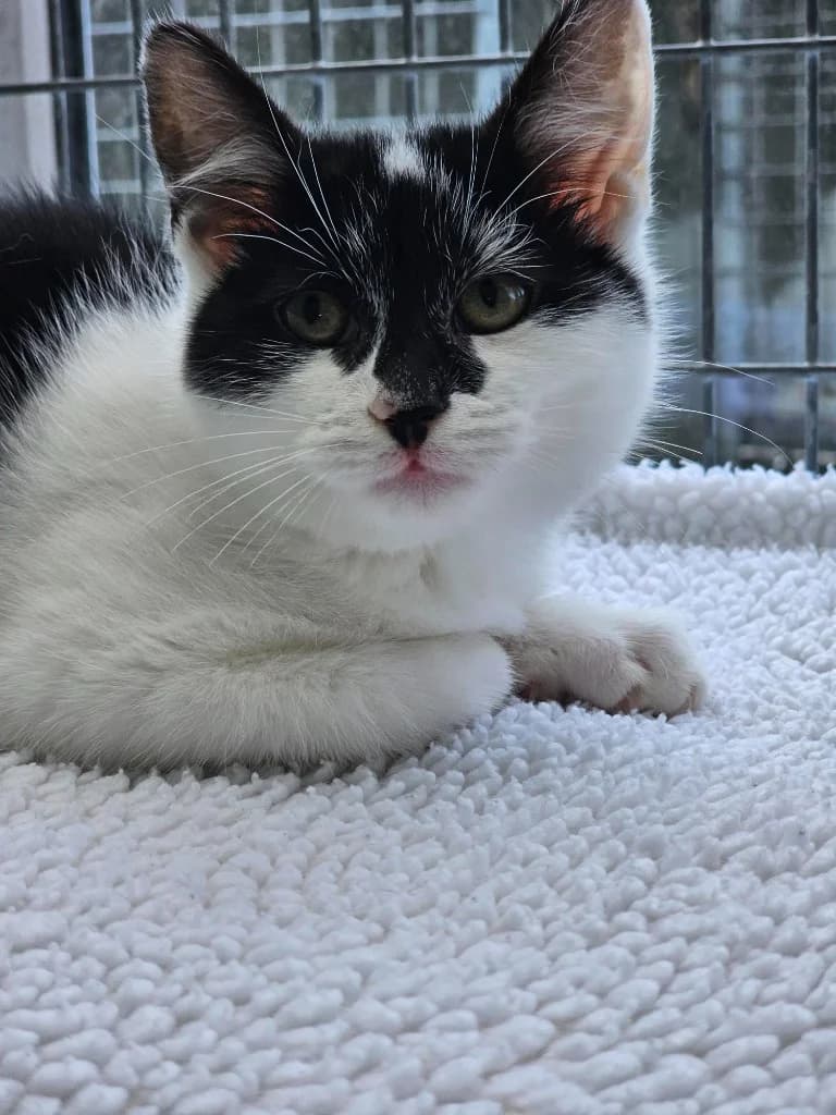 Muffin, male puppy Mixed Breed Cat for adoption at RSPCA Cornwall Branch, Saint Columb