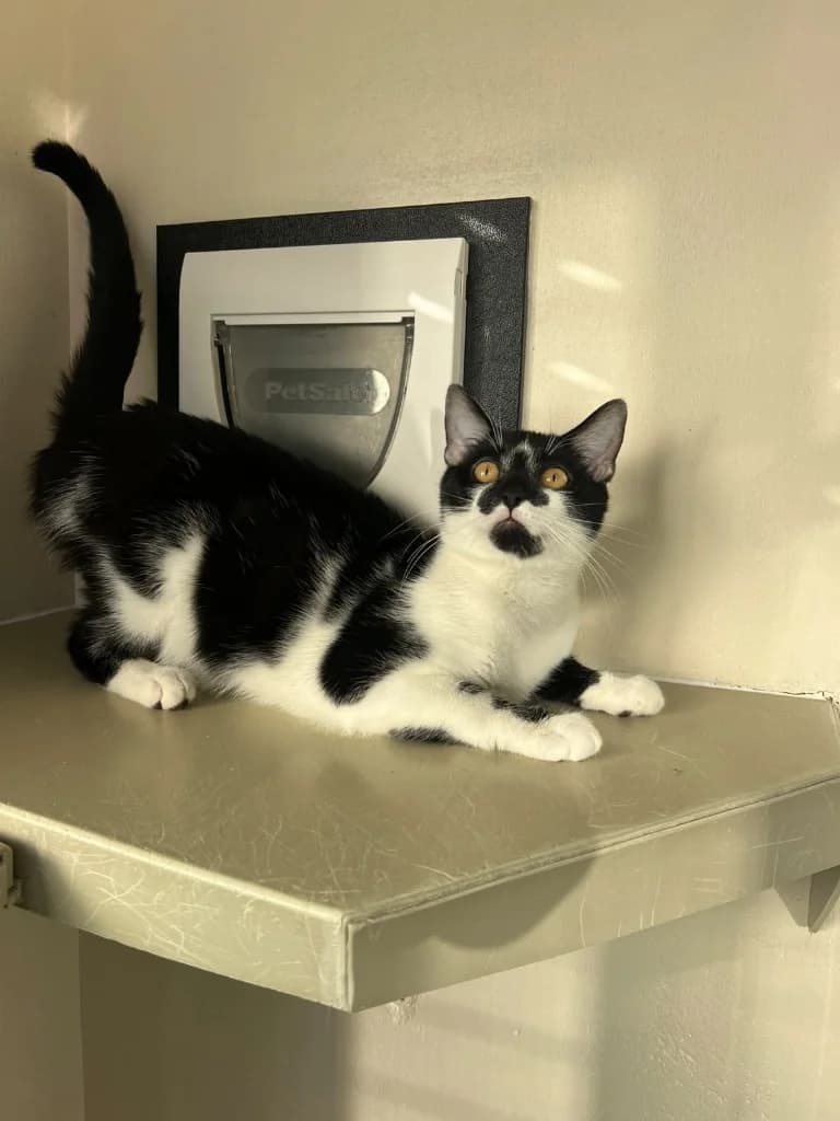 Chunk, male puppy Mixed Breed Cat for adoption at RSPCA Cornwall Branch, Saint Columb