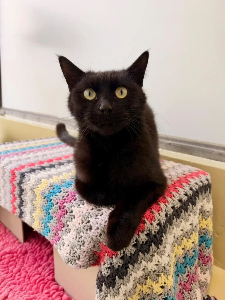 Farley, male young Mixed Breed Cat for adoption at RSPCA Cornwall Branch, Saint Columb