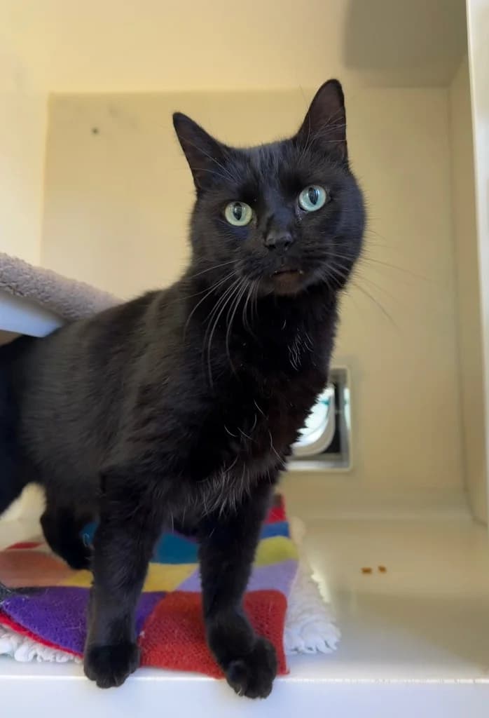Milo, male senior Mixed Breed Cat for adoption at RSPCA Cornwall Branch, Saint Columb