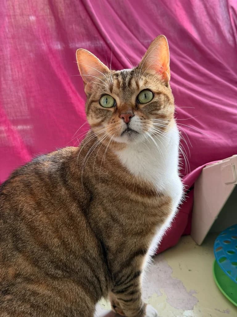 Crumpet, female senior Mixed Breed Cat for adoption at RSPCA Cornwall Branch, Saint Columb