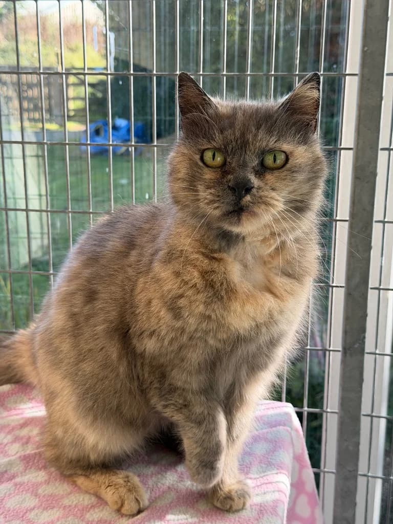 Maggie-May, female senior Persian for adoption at RSPCA Cornwall Branch, Saint Columb