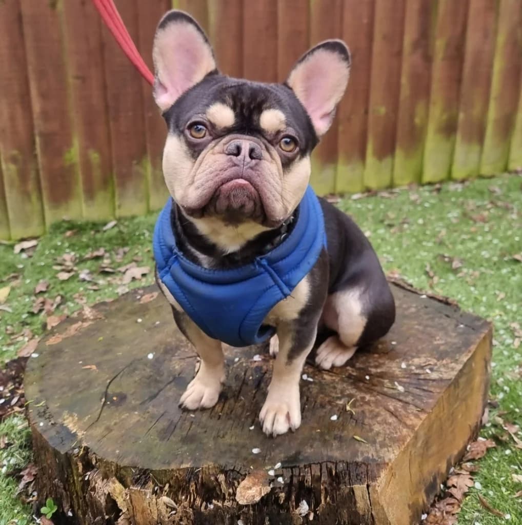 Freddie, male young English Bulldog for adoption at RSPCA Coventry and District Branch