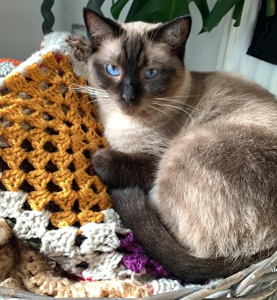 Marie, female young Birman for adoption at RSPCA Coventry and District Branch