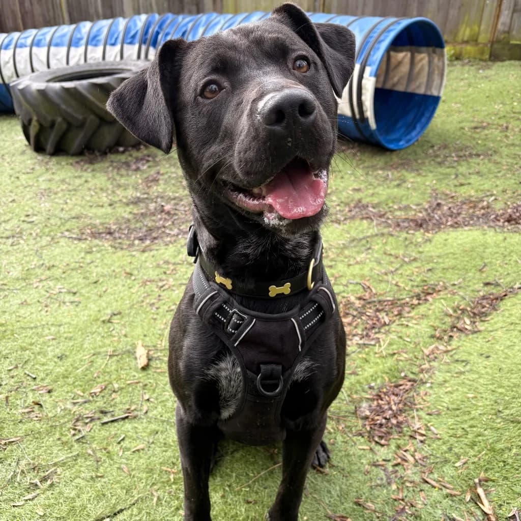 Snoopy, male young Mixed Breed for adoption at RSPCA Coventry and District Branch