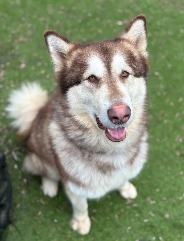 Mozi, male 3yo Alaskan Malamute for adoption at RSPCA Coventry and District Branch