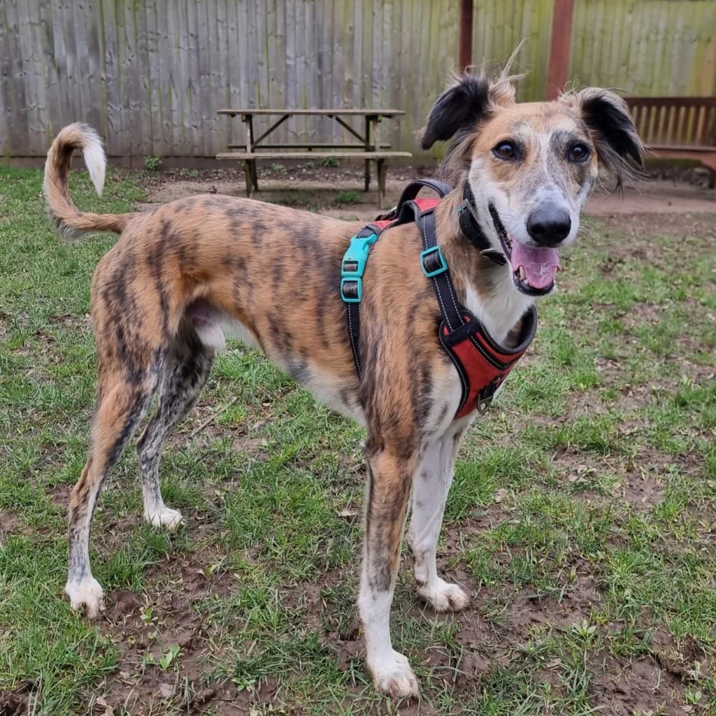 Buddy, male young Saluki for adoption at RSPCA Coventry and District Branch