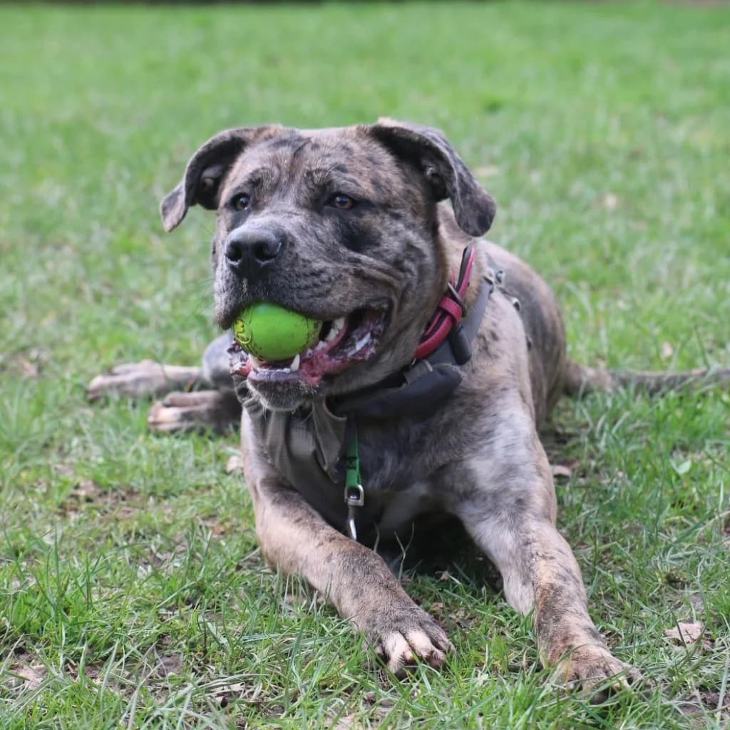 Chopper, male young Mastiff for adoption at RSPCA Coventry and District Branch