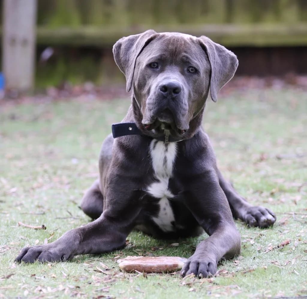 Arrow, male young Great Dane for adoption at RSPCA Coventry and District Branch
