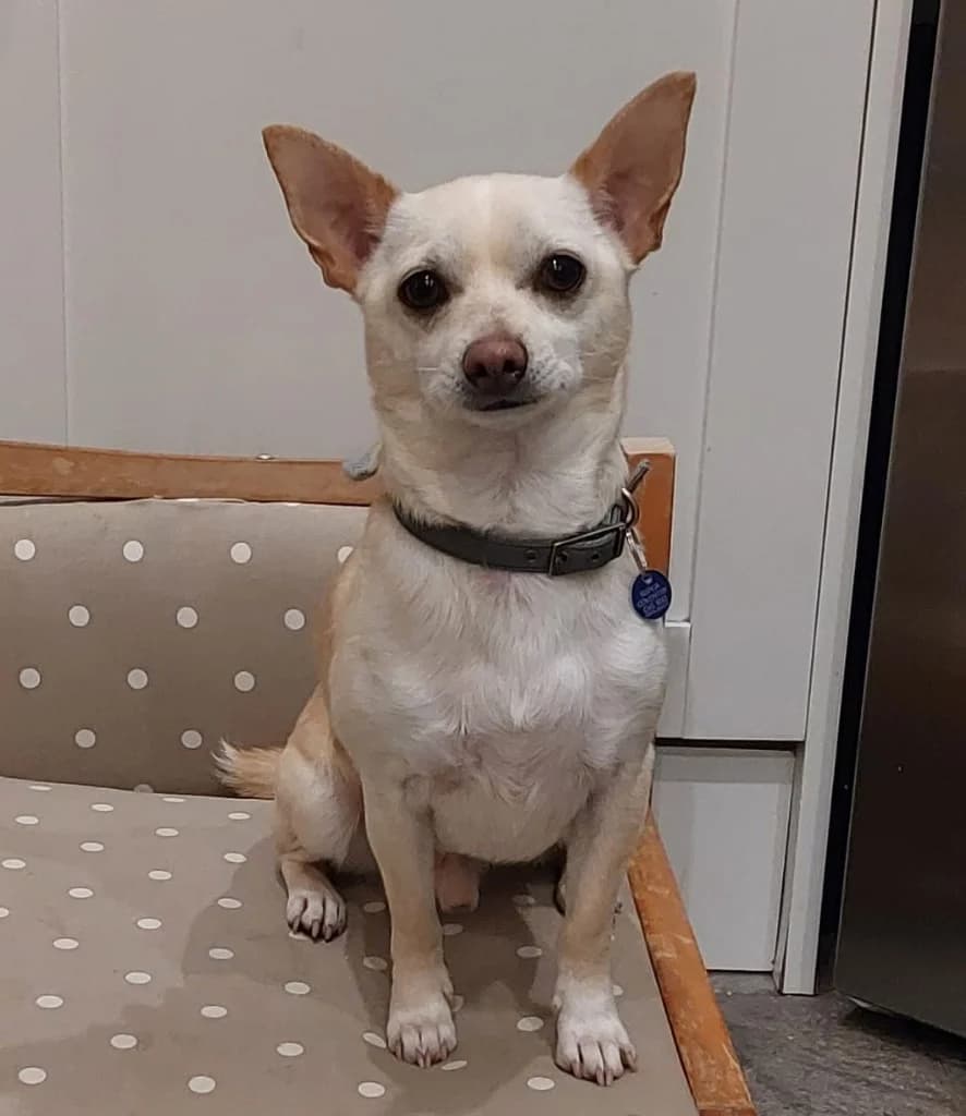 Sam, male 5yo Chihuahua for adoption at RSPCA Coventry and District Branch