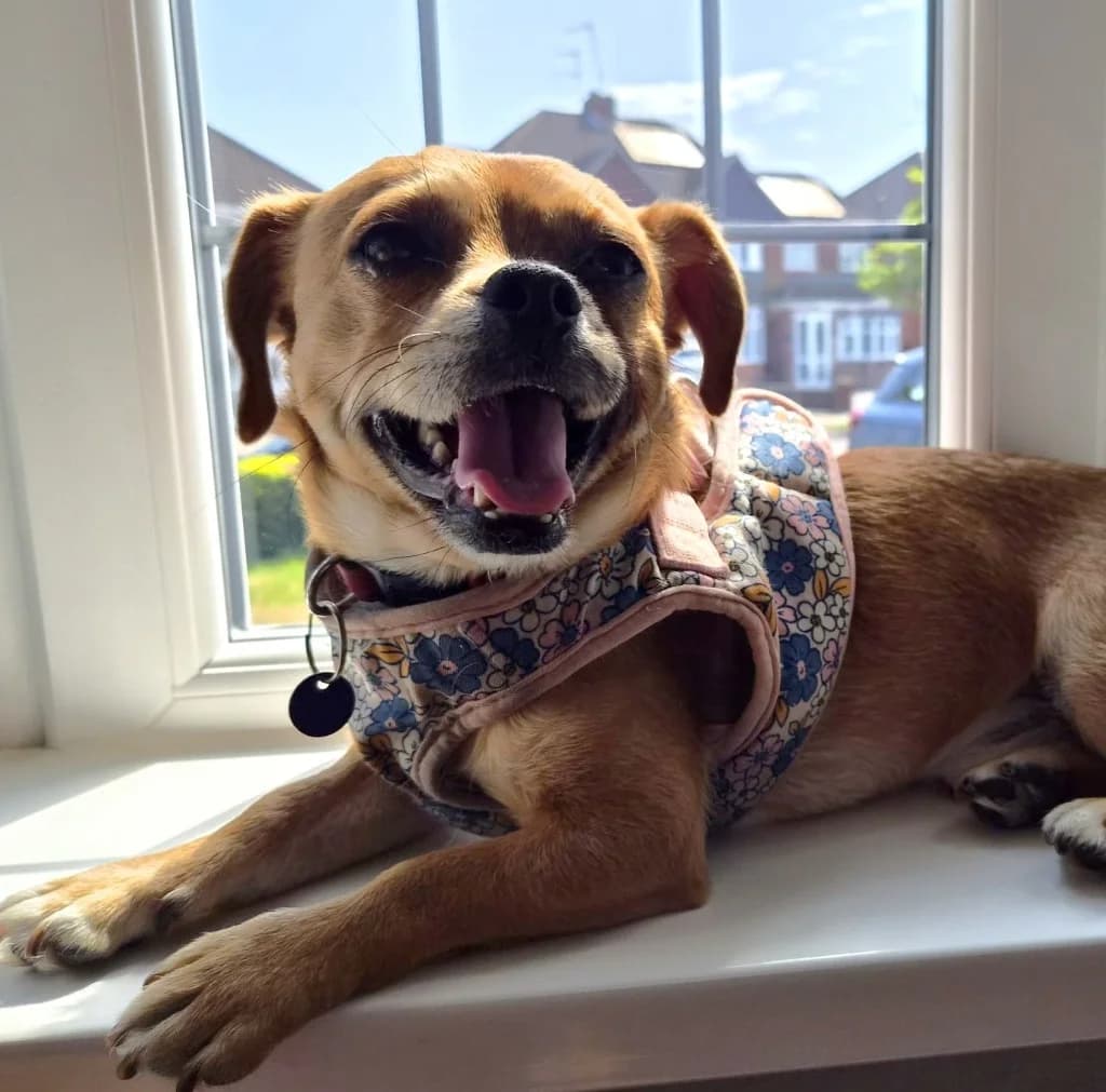 Harry, male young Chihuahua for adoption at RSPCA Coventry and District Branch