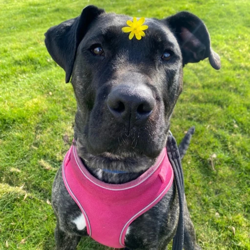 Bailey, female 3yo Mastiff for adoption at RSPCA Coventry and District Branch