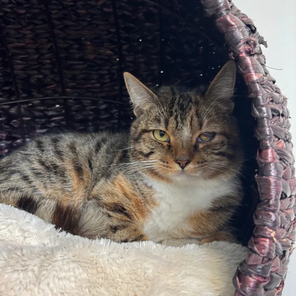 Tigger, female young Mixed Breed Cat for adoption at RSPCA Coventry and District Branch