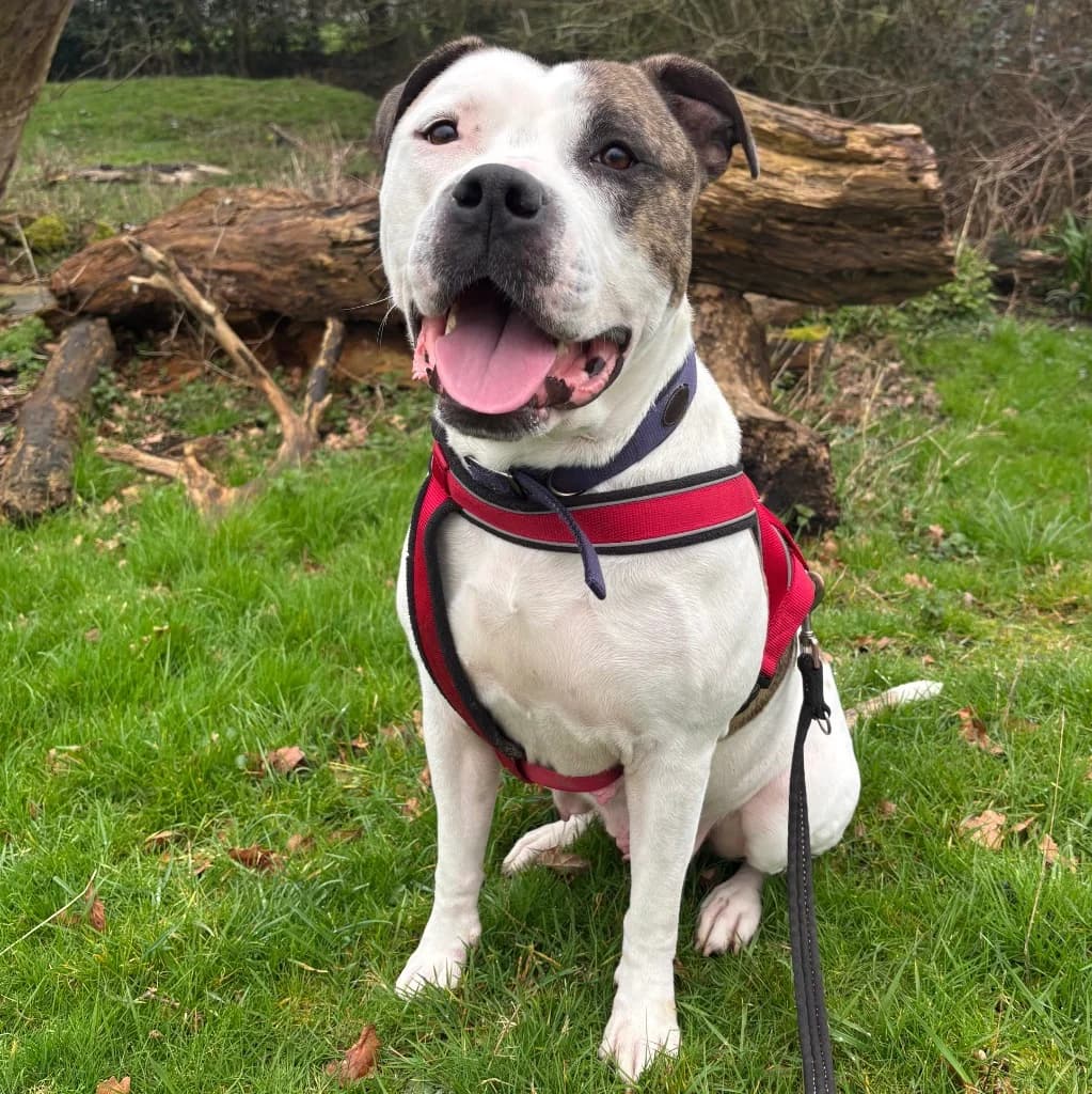 Lola, female 3yo English Bulldog for adoption at RSPCA Coventry and District Branch
