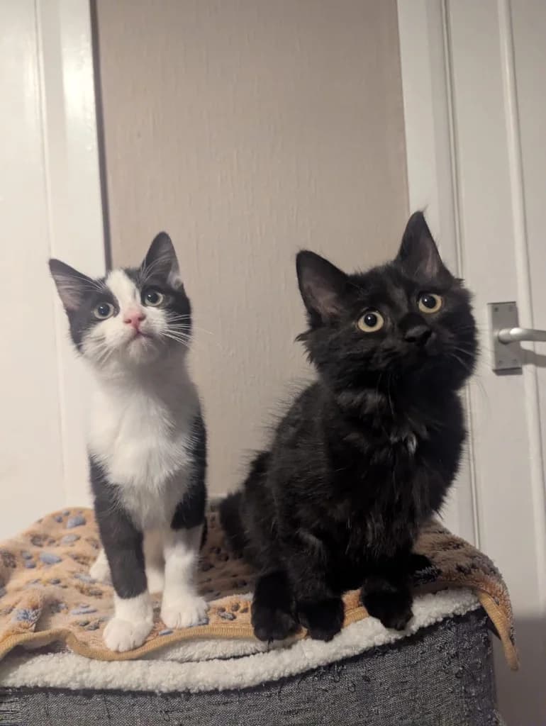 Ivy, female puppy Mixed Breed Cat for adoption at RSPCA Coventry and District Branch