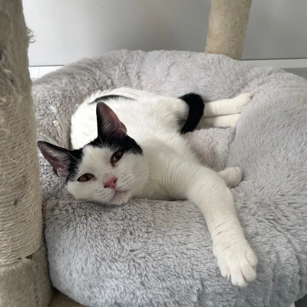 Jasmine, female young Mixed Breed Cat for adoption at RSPCA Coventry and District Branch