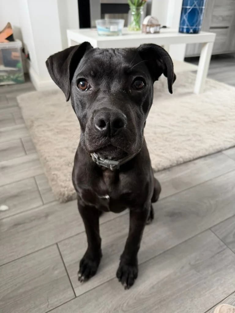 Floki, male puppy Mixed Breed for adoption at RSPCA Coventry and District Branch
