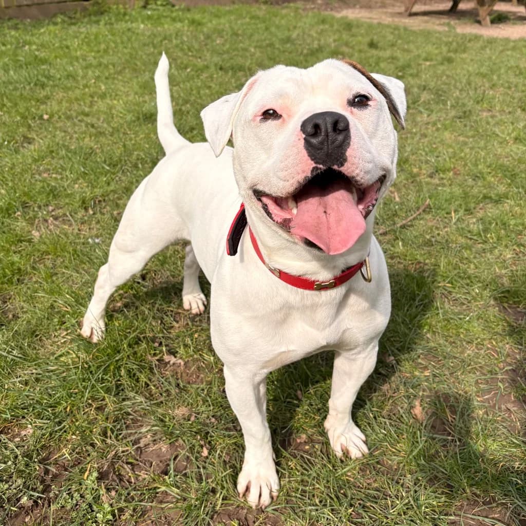 Casper, male young Staffordshire Bull Terrier for adoption at RSPCA Coventry and District Branch