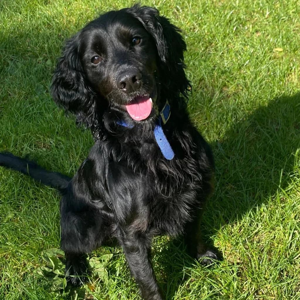 Paolo, male young Cocker Spaniel for adoption at RSPCA Coventry and District Branch