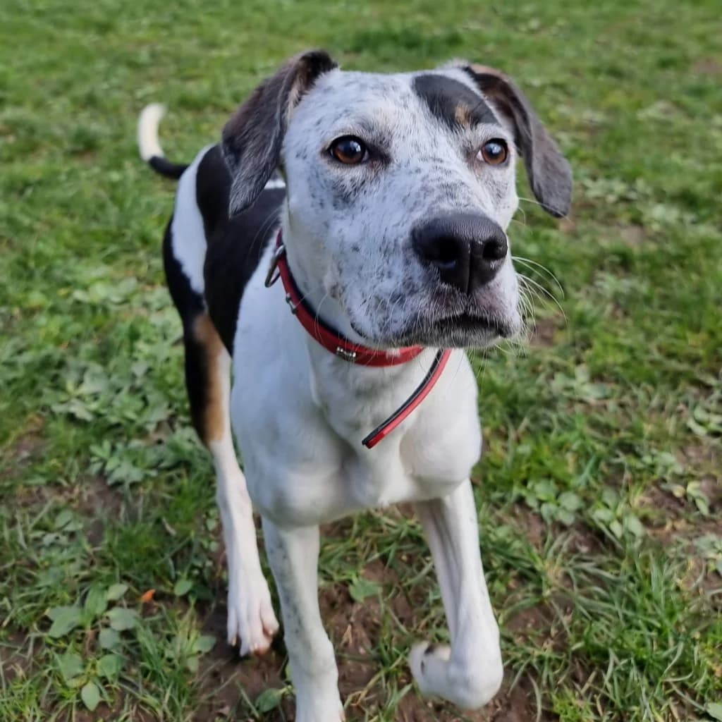Flint, male puppy Lurcher for adoption at RSPCA Coventry and District Branch