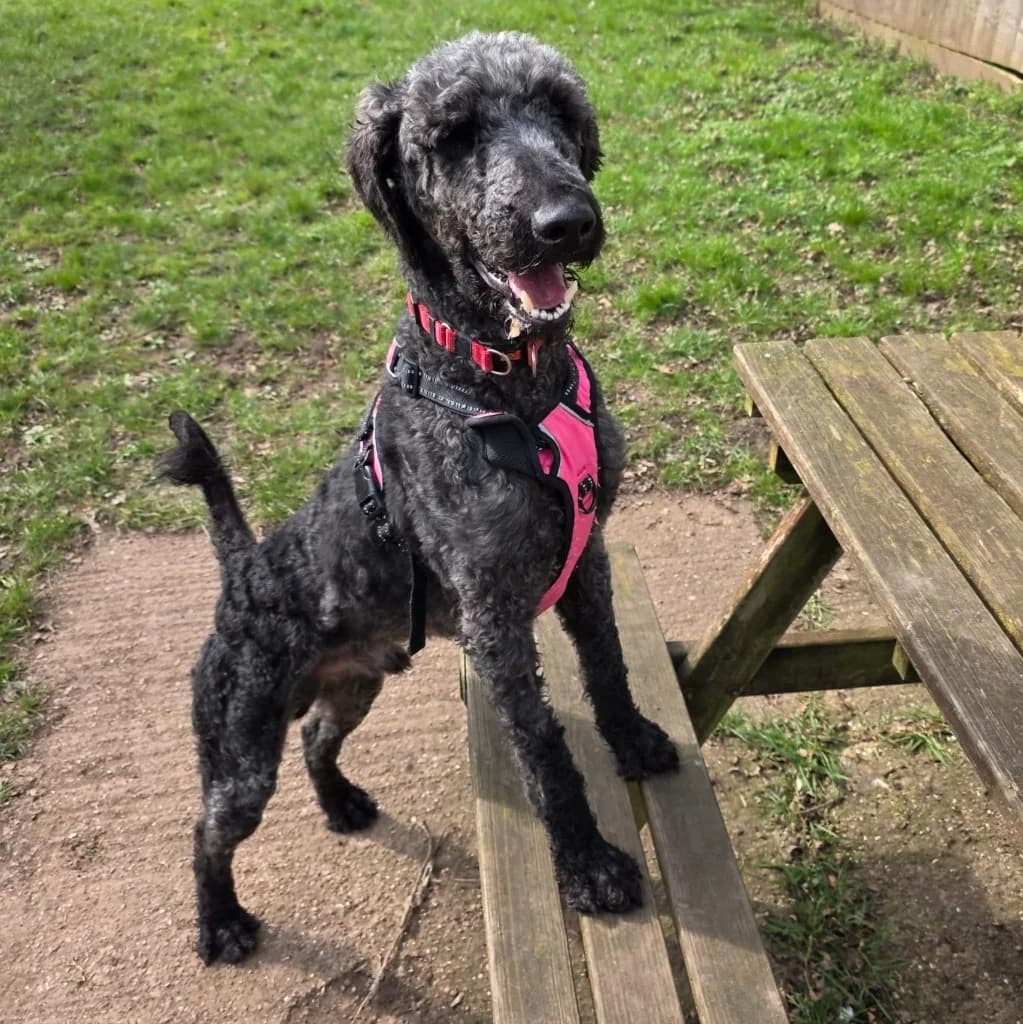 Benji, male 6yo Labrador Retriever for adoption at RSPCA Coventry and District Branch