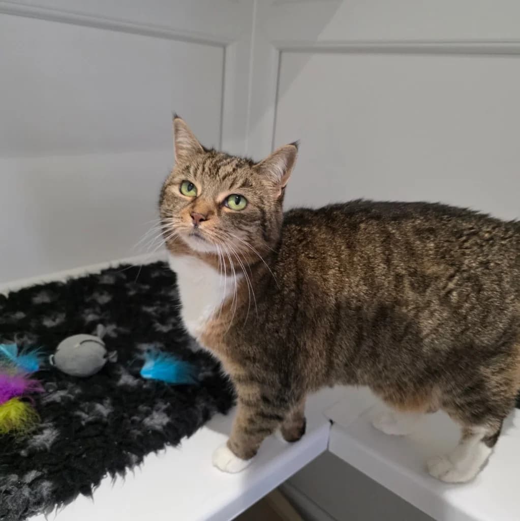 Queen Bea, female senior Mixed Breed Cat for adoption at RSPCA Coventry and District Branch