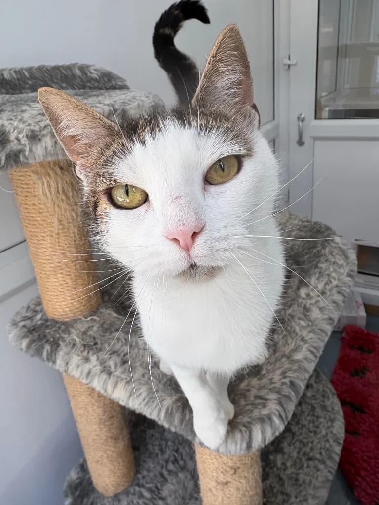 Lola, female 5yo Mixed Breed Cat for adoption at RSPCA Coventry and District Branch