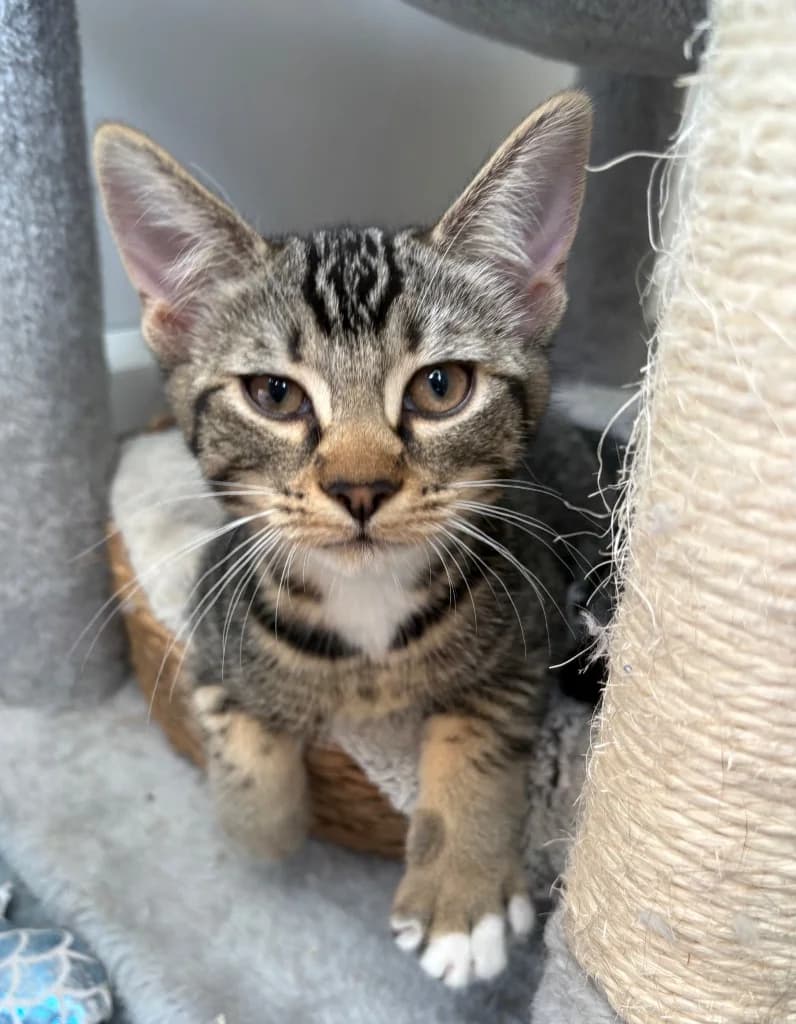 Chris, male puppy Mixed Breed Cat for adoption at RSPCA Coventry and District Branch